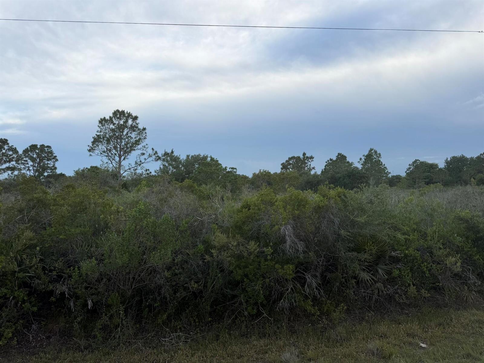 A view of a dense, overgrown lot with scattered trees under a cloudy sky — 15840 NW 298th Street, Okeechobee FL 34972, OKEECHOBEE, FL