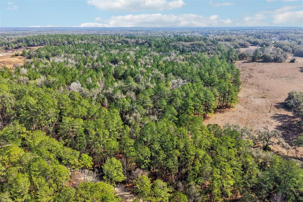 An aerial view shows a dense forest of pine trees adjacent to an open field — 0 SW 150 COURT, OCALA, FL