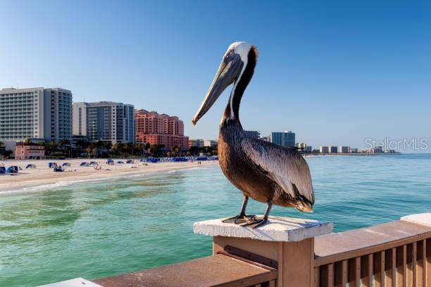 A brown pelican stands on a wooden pier railing overlooking a beach and city skyline — 2947 S ATLANTIC AVENUE UNIT 1706, DAYTONA BEACH, FL