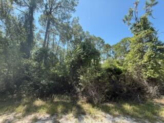 A wooded, undeveloped lot with tall pine trees and dense undergrowth under a clear sky — 337 Palm Way, FL 32139, FL