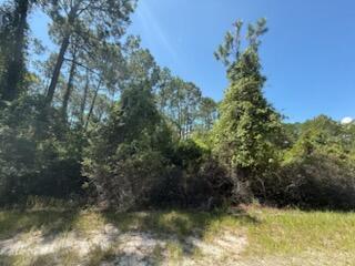 A wooded lot with tall pine trees and dense undergrowth under a clear blue sky — 337 Palm Way, FL 32139, FL
