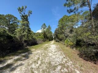 A sandy dirt path leads through a wooded area under a clear blue sky — 337 Palm Way, FL 32139, FL