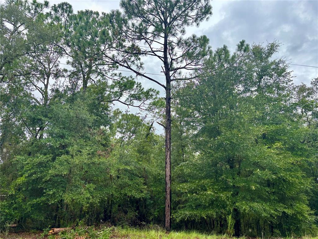 A tall pine tree stands in front of a dense forest of mixed trees — Lot 28 SW 206 CIRCLE, DUNNELLON, FL