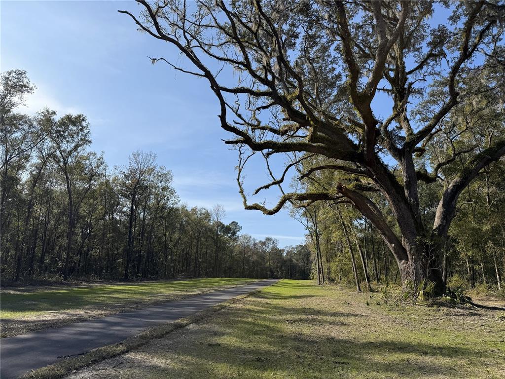 A paved path runs through a grassy clearing beside a large, moss-covered oak tree — Irvine Acres #3 (10ac) W HWY 318, REDDICK, FL