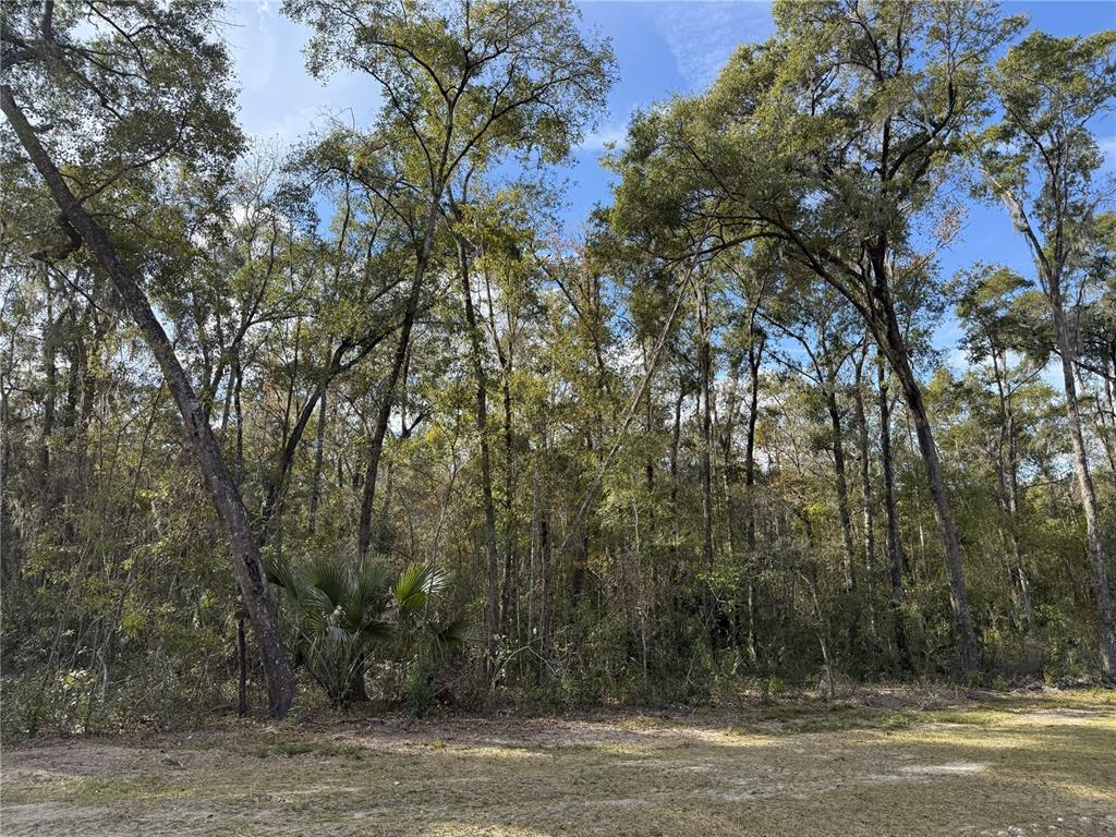 A view of a wooded lot with tall trees and a small palm plant — Irvine Acres #3 (10ac) W HWY 318, REDDICK, FL