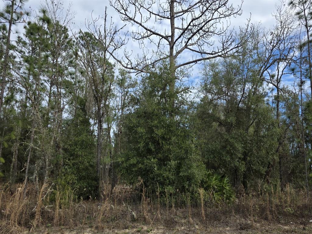 A wooded lot featuring tall pine trees and dense undergrowth under a cloudy sky — SW 141ST COURT, OCALA, FL