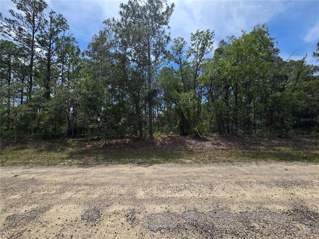 A dirt road runs in front of a wooded lot with tall pine and oak trees — 6468 N BAYLOR TERRACE, DUNNELLON, FL