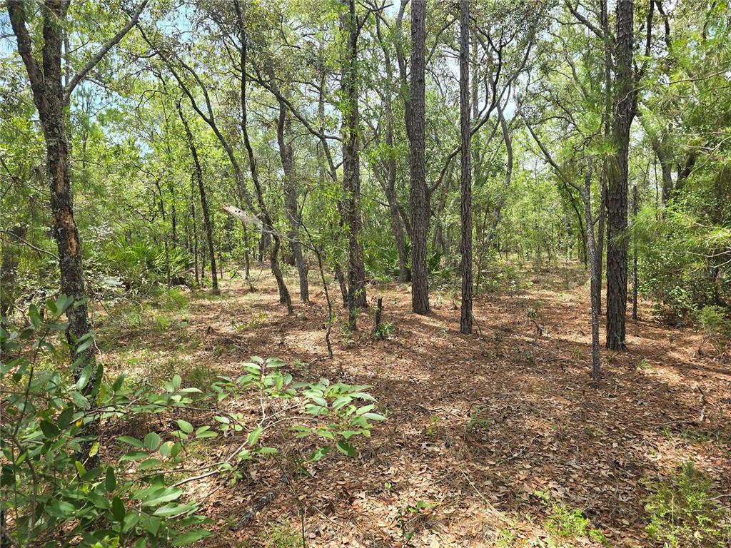 A wooded lot with pine trees and a ground layer of fallen leaves — 6468 N BAYLOR TERRACE, DUNNELLON, FL