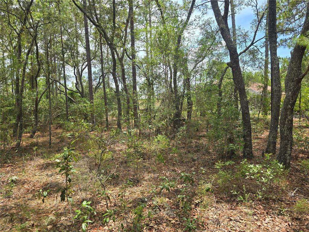 A wooded lot with tall pine trees and dense undergrowth under a bright sky — 6468 N BAYLOR TERRACE, DUNNELLON, FL
