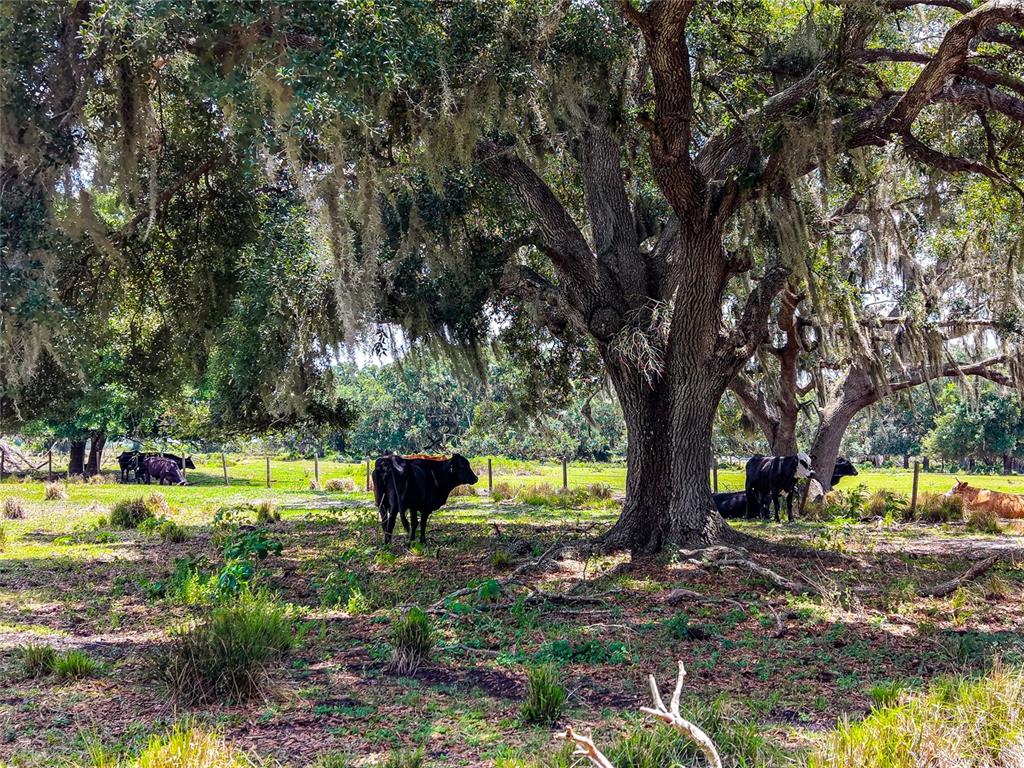 Cattle graze in a grassy pasture shaded by large, moss-draped oak trees — 3030 N NURSERY ROAD, ZOLFO SPRINGS, FL