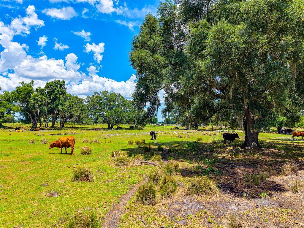 Cattle graze in a grassy pasture dotted with large oak trees under a blue sky — 3030 N NURSERY ROAD, ZOLFO SPRINGS, FL