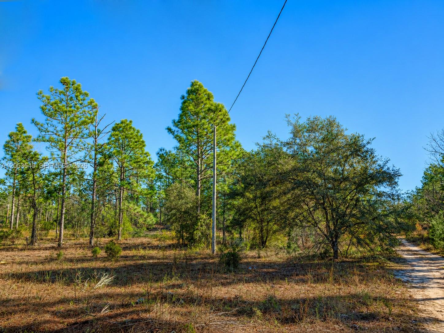 A dirt path leads through a wooded lot with tall pine trees under a blue sky — 130 Indianapolis St, Palatka FL 32640, PALATKA, FL