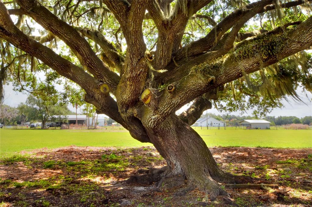 0 DORMAN ROAD, LITHIA, FL — photo 5 of 9