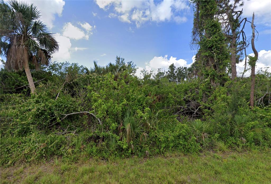 A dense, overgrown lot with a palm tree and various shrubs under a blue sky — 14143 STRADER AVENUE, PORT CHARLOTTE, FL