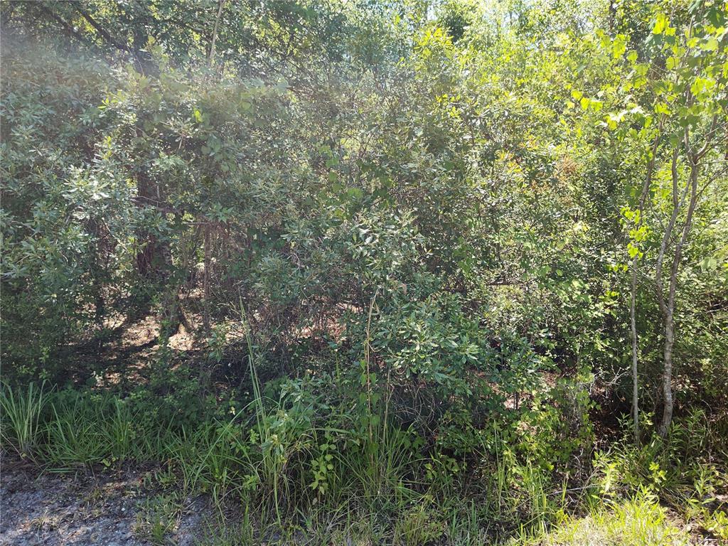 0000 NE 66TH AVENUE, CITRA, FL — photo 3 of 5