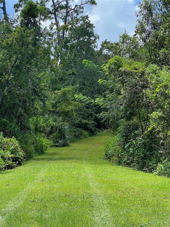 A grassy path leads through a dense, wooded area with tall trees and thick vegetation — 1292 HICKORY DRIVE, LONGWOOD, FL