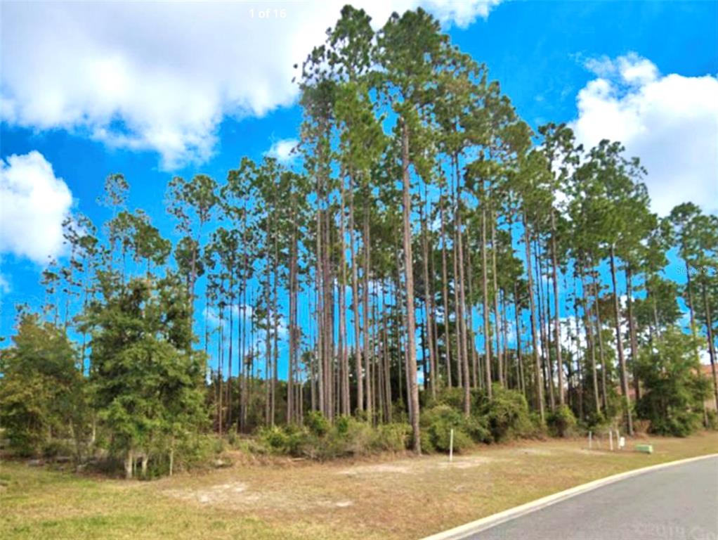A vacant, wooded lot with tall pine trees sits next to a paved residential street — 85144 NAPEAGUE DRIVE, FERNANDINA BEACH, FL