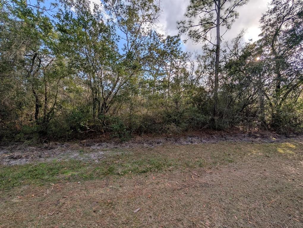 A view of a grassy lot bordered by a dense line of trees and foliage — 1005 BOUGAINVILLE DRIVE, INDIAN LAKE ESTATES, FL