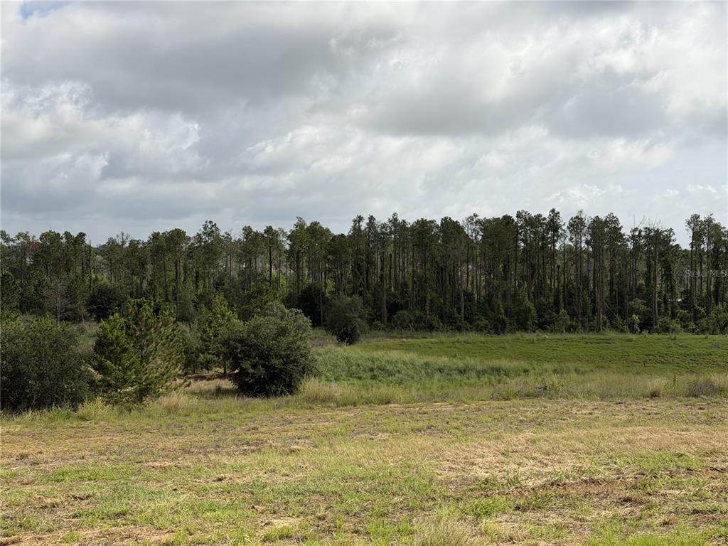 A grassy field leads to a dense line of trees under a cloudy sky — 15429 APENNINE WAY, MONTVERDE, FL