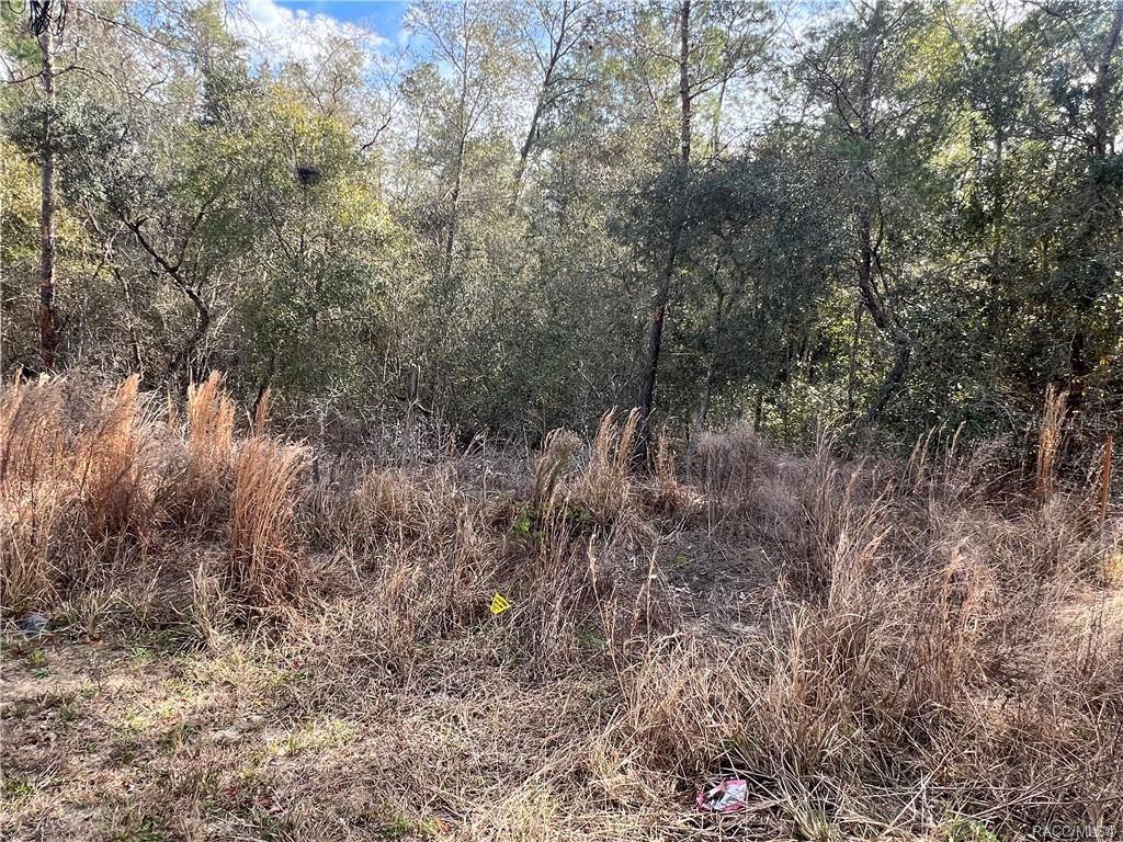 A view of a wooded, undeveloped lot covered in tall, dry grass and trees — 3005 CLEARWOOD STREET, INVERNESS, FL