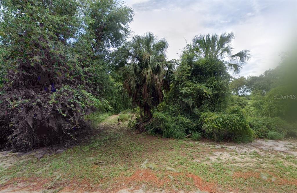 A view of a wooded lot featuring dense vegetation, tall palm trees, and sandy ground — 4232 CHAMABERS STREET, LAKE WALES, FL