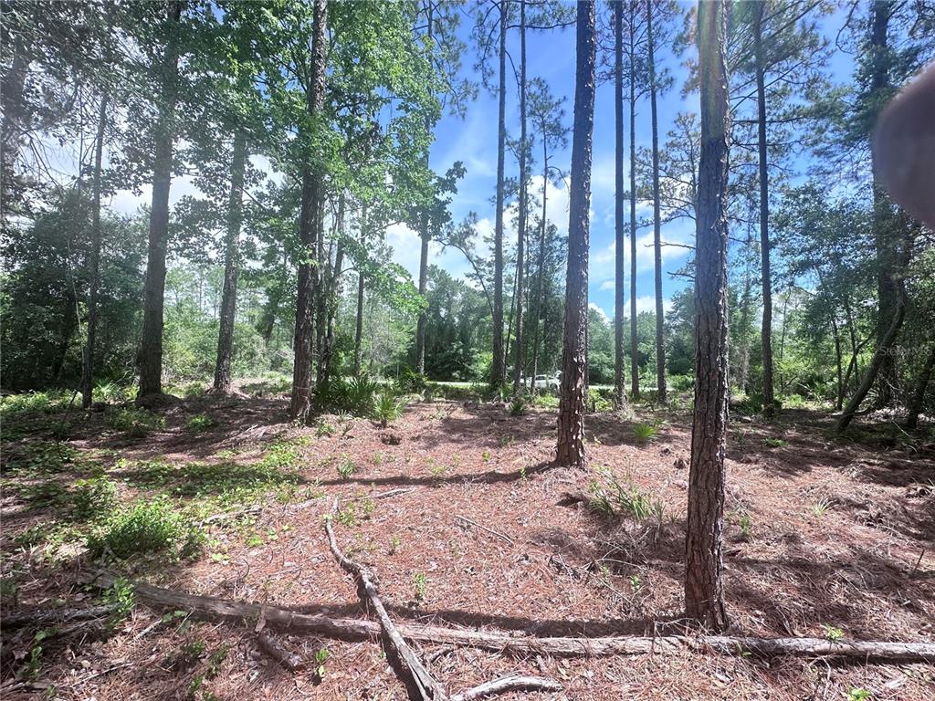 A wooded lot with tall pine trees and sparse ground vegetation under a blue sky — 107 S GEORGETOWN POINT ROAD, GEORGETOWN, FL