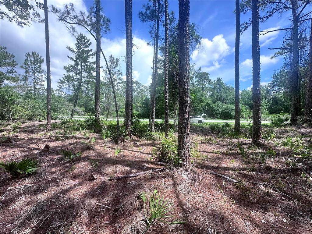 A wooded lot with tall pine trees and a white car parked in the background — 107 S GEORGETOWN POINT ROAD, GEORGETOWN, FL