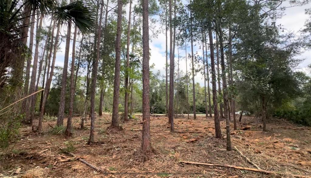 A wooded lot with tall pine trees and cleared ground under a cloudy sky — 107 S GEORGETOWN POINT ROAD, GEORGETOWN, FL