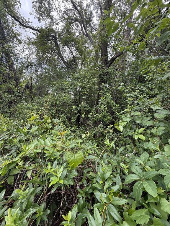A dense, overgrown wooded area with various trees, shrubs, and vines — 10934 LEON STREET, NEW PORT RICHEY, FL