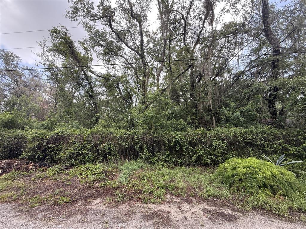 A densely wooded lot with mature trees and thick undergrowth viewed from a dirt road — 10934 LEON STREET, NEW PORT RICHEY, FL