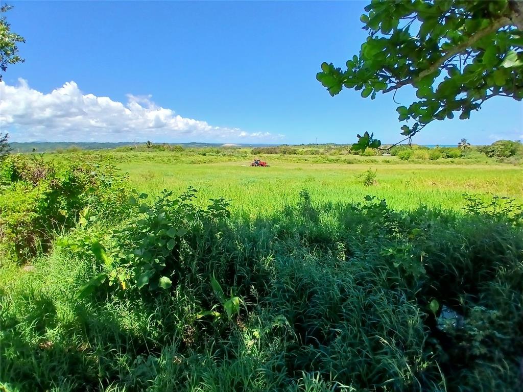 A tractor works in a large, grassy field under a clear blue sky — 15.5 CARRETERA 681 KM.HM 15.5, BARCELONETA, PR