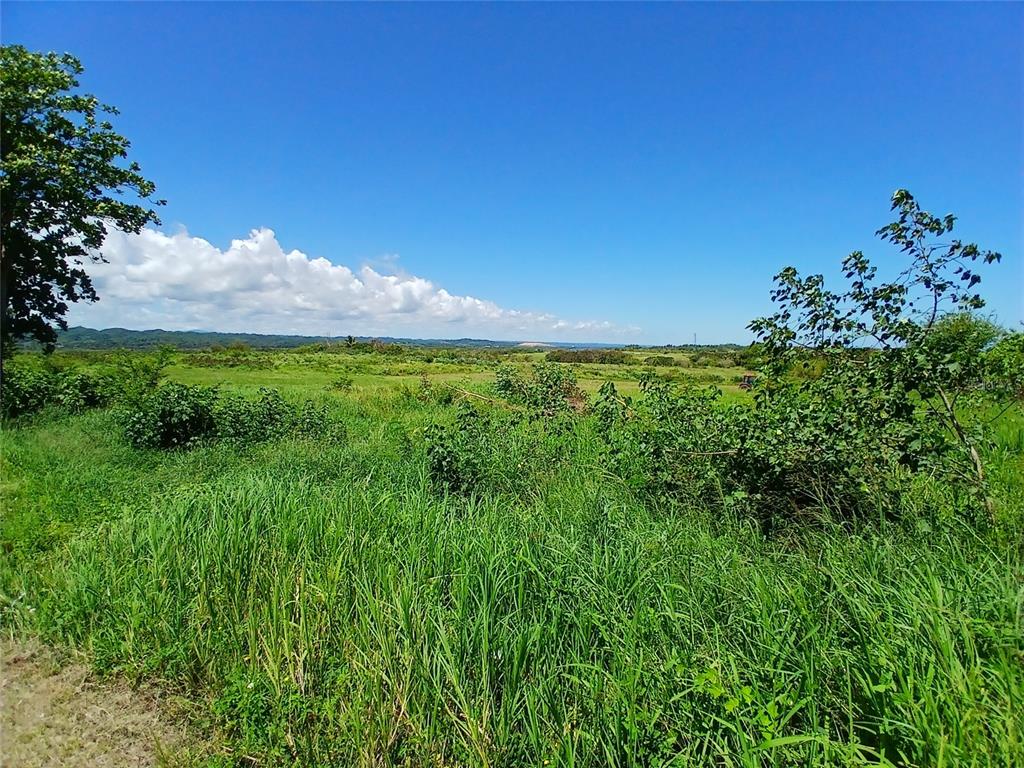 A wide, grassy field under a clear blue sky with distant hills and scattered trees — 15.5 CARRETERA 681 KM.HM 15.5, BARCELONETA, PR