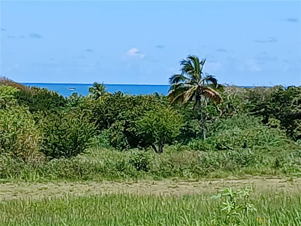 A view of a grassy field, dense green trees, and a palm tree overlooking the ocean — 15.5 CARRETERA 681 KM.HM 15.5, BARCELONETA, PR