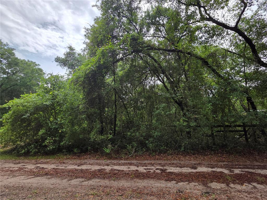 A dirt road runs in front of a dense, wooded lot with mature trees — 000 NE 138TH TERRACE, FORT MC COY, FL