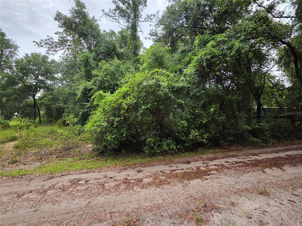 A dirt road runs in front of a dense, wooded lot with overgrown vegetation — 000 NE 138TH TERRACE, FORT MC COY, FL
