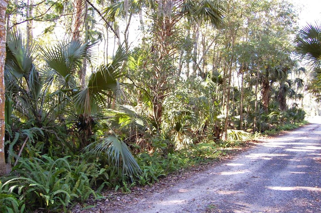 A dirt road runs alongside a dense forest filled with palm trees and green ferns — 0 PALM DRIVE, NEW SMYRNA BEACH, FL