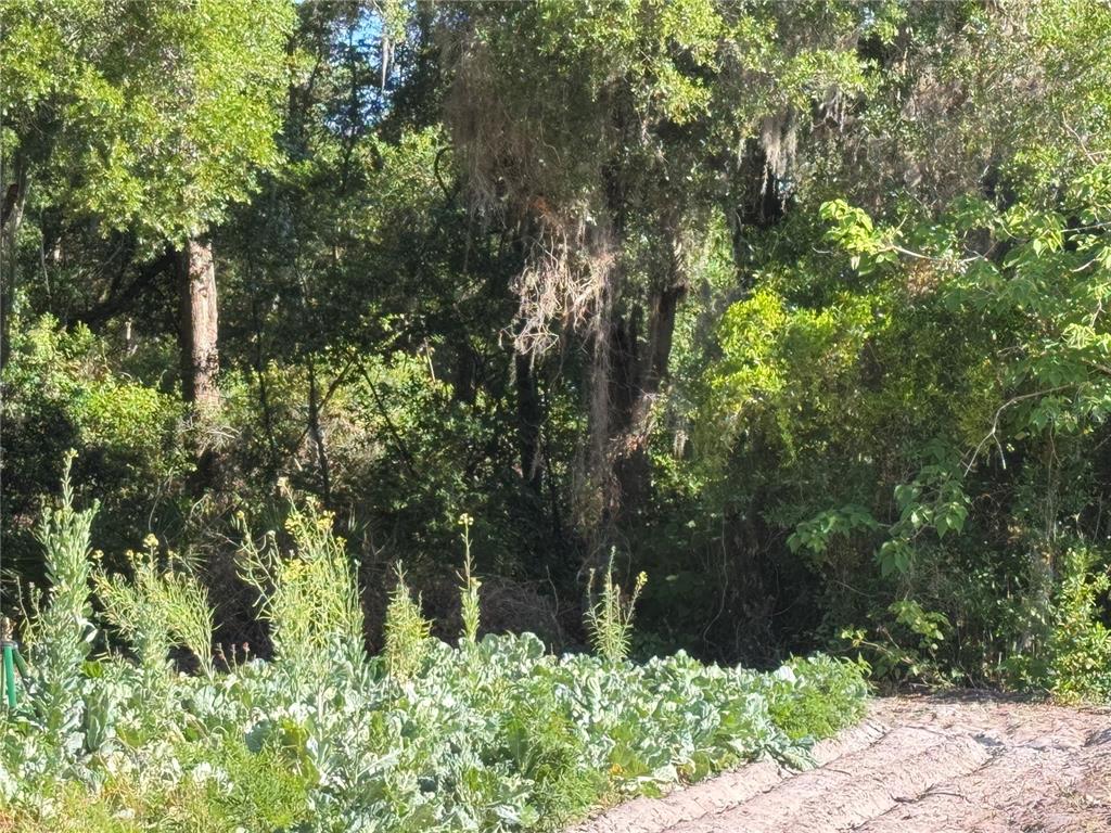 A garden with leafy green plants and tall yellow flowers sits before a wooded area — 00 COUNTY ROAD 213, WILDWOOD, FL