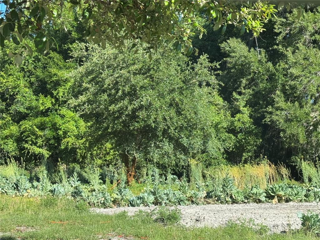 A garden plot with leafy green plants sits in front of a dense wooded area — 00 COUNTY ROAD 213, WILDWOOD, FL