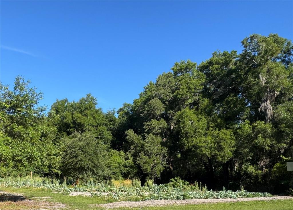 A garden plot sits in front of a dense line of mature trees — 00 COUNTY ROAD 213, WILDWOOD, FL