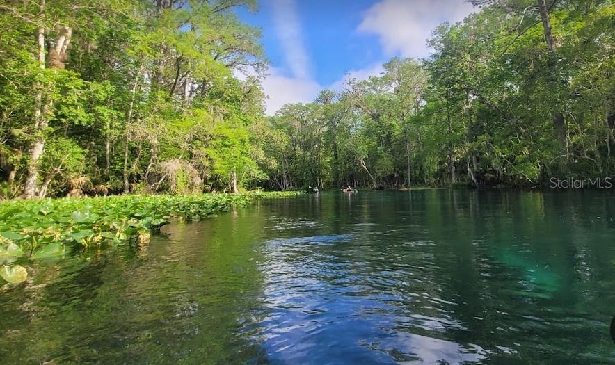 A clear, spring-fed river flows through a lush, green forest with lily pads along the bank — lot 19 LOCUST PASS LANE, OCALA, FL