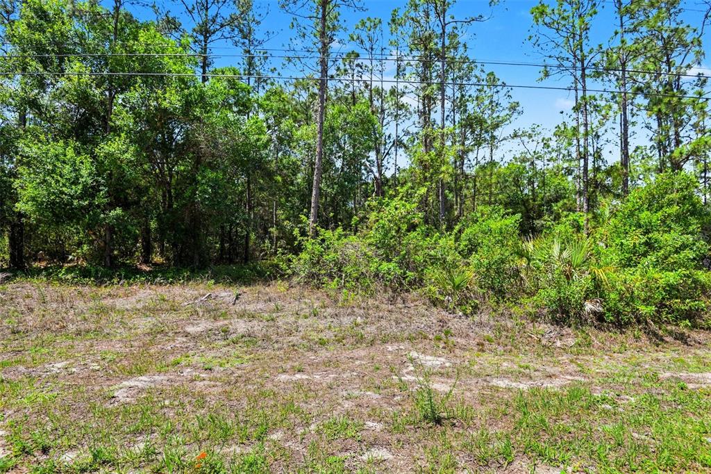 A view of a vacant, grassy lot bordered by a dense line of trees — 711 WELLINGTON AVENUE, LEHIGH ACRES, FL