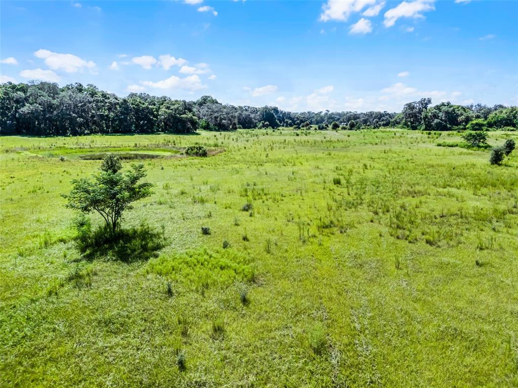 A wide, grassy field features a small tree in the foreground and a distant tree line — 7466 VIVIAN LANE, ORLANDO, FL