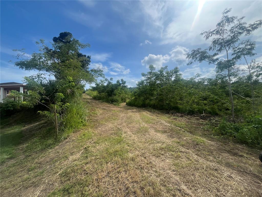 A dirt path leads through a grassy, undeveloped lot with trees under a blue sky — KM HM 17.7 CARR 150, COAMO, PR