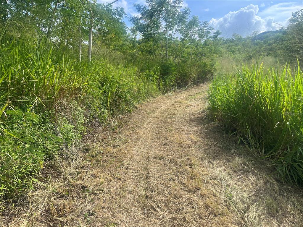 A dirt path winds through tall grass and trees on a sunny, undeveloped lot — KM HM 17.7 CARR 150, COAMO, PR