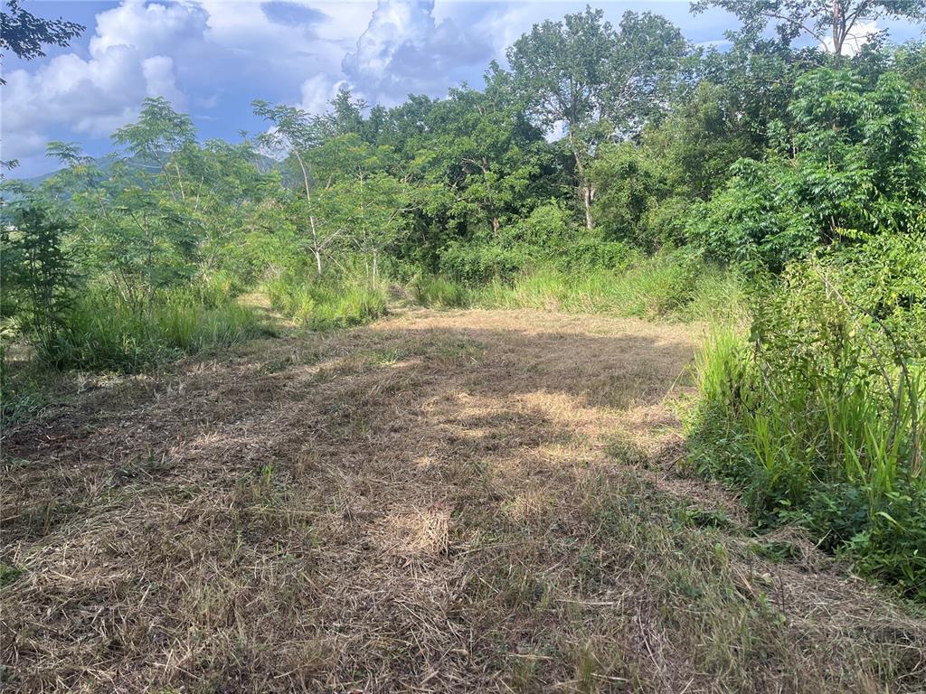 A cleared, grassy lot is surrounded by dense trees and vegetation under a cloudy sky — KM HM 17.7 CARR 150, COAMO, PR