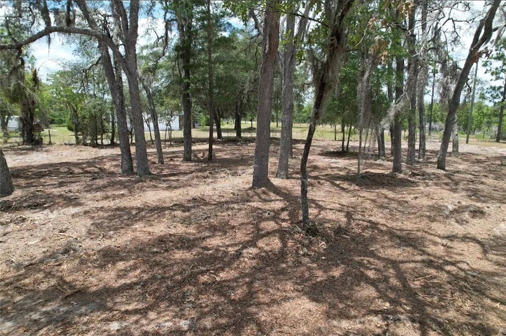 A wooded lot with pine needles covering the ground and several tall trees — NE 56TH STREET, BRONSON, FL