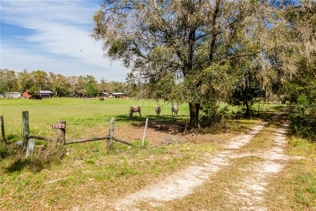 Three horses graze in a fenced pasture next to a dirt road and large trees — TBD SW 298 STREET, NEWBERRY, FL