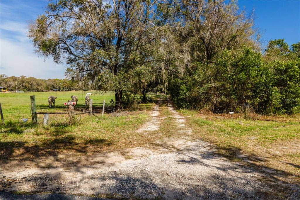 A dirt driveway leads past a fenced pasture with horses toward trees and dense vegetation — TBD SW 298 STREET, NEWBERRY, FL