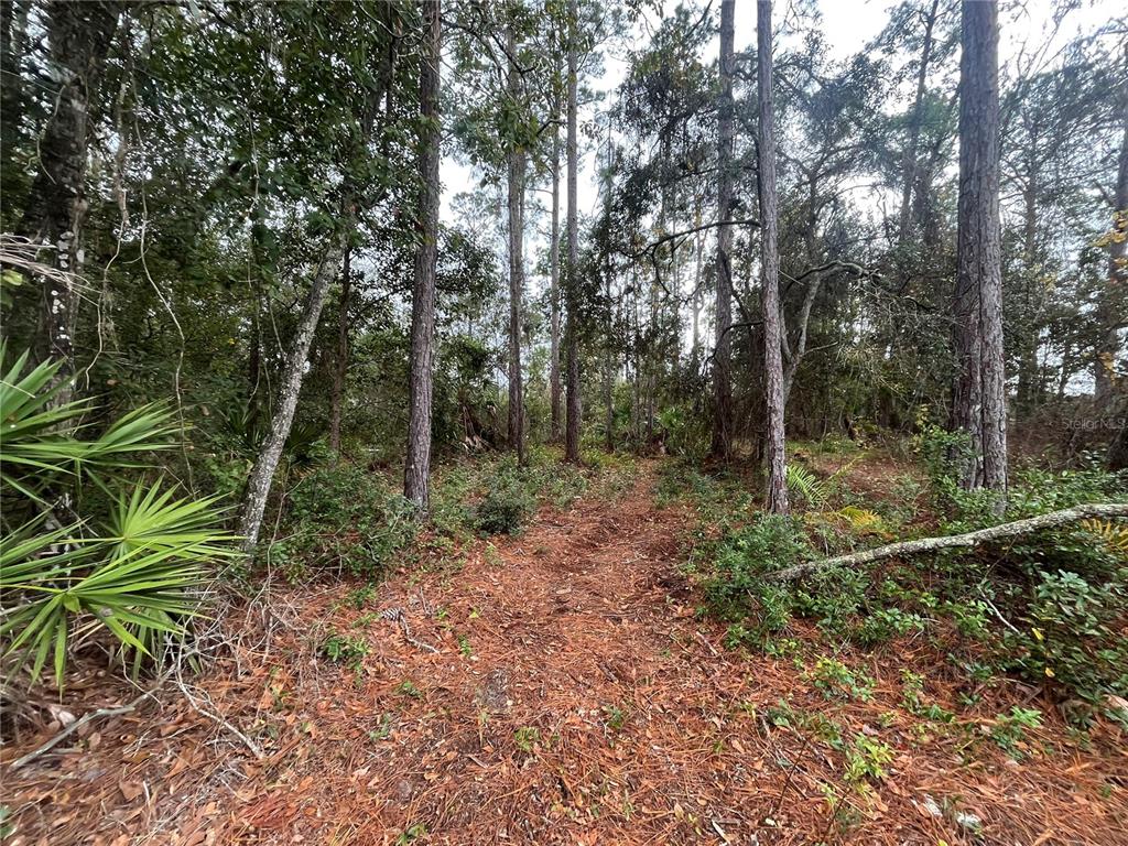 SUSAN STREET, INTERLACHEN, FL — photo 3 of 17