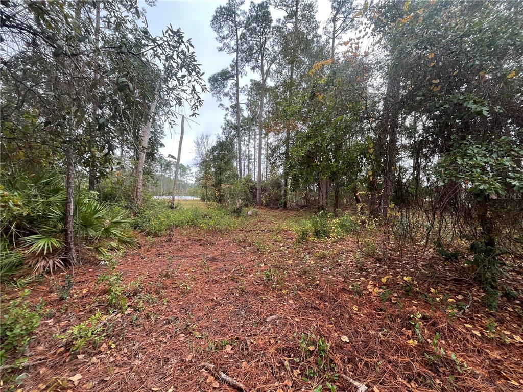 SUSAN STREET, INTERLACHEN, FL — photo 5 of 17